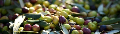 I & P Oli extravergini di Oliva monovarietali dell'Alta Tuscia vendita online a prezzi competitivi su www.finetaste.itvendita